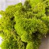 Reindeer Moss Chartreuse