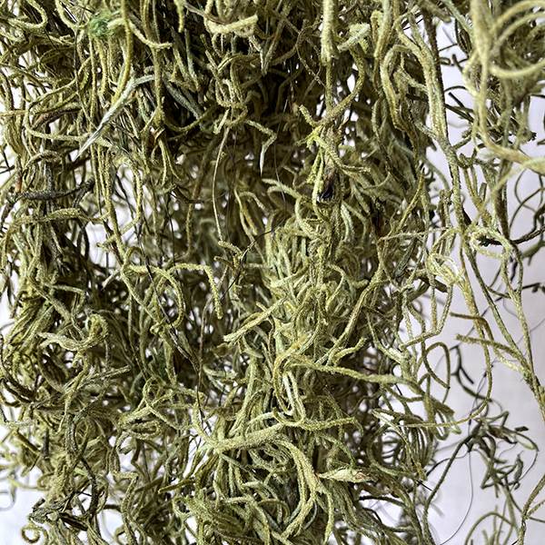 Spanish Moss Light Green