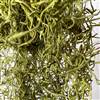 Spanish Moss Chartreuse