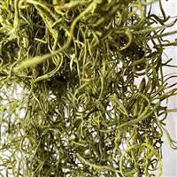 Spanish Moss Chartreuse