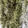 Spanish Moss Light Green