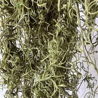 Spanish Moss Light Green