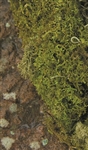 Sheet Moss Natural