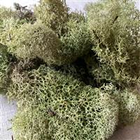 Reindeer Moss Light Green 3lb bulk