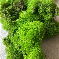 Reindeer Moss Sping Green 3lb  bulk