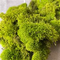 Reindeer Moss Chartreuse 3lb bulk