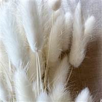 Bunny Tails Bleached