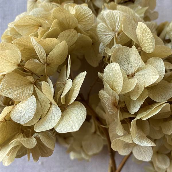 Hydrangea Preserved Natural