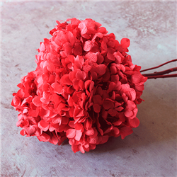 Hydrangea Preserved Red