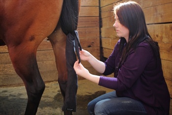 Horse Tail Bag