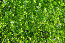 small green fire crystals