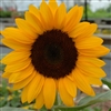 Sunflower Happy Face Orange