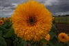 Sunflower Double Dazzler