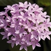 Pentas Graffiti Lavender Pelle