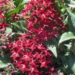 Pentas Graffiti Red Lace Pelle