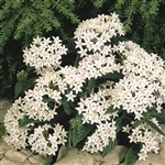 Pentas Graffiti White Pellets