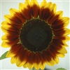 Sunflower Solar Eclipse