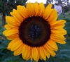 Sunflower Meridian Gold