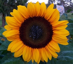 Sunflower Meridian Gold