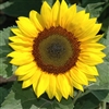 Sunflower Racey Yellow