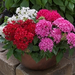 Pentas Bee Bright Mix Pellets