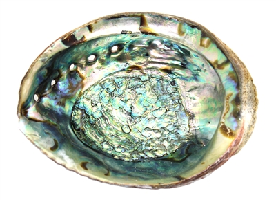 Abalone Shell 6"+ inches (Large) - Single