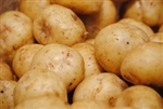 Potatoes, Gold ~ 1.5 lbs