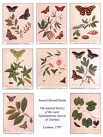 Notecards, Rare Book Print Set - Butterflies and Moths