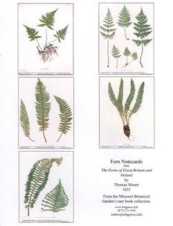 Notecards, Rare Book Print Set - Ferns