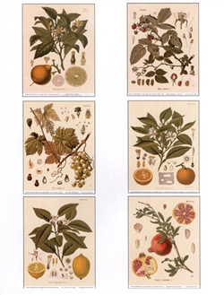 Notecards, Rare Book Print Set - Edible Fruits