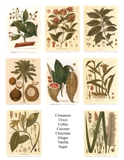 Notecards, Rare Book Print Set - Gourmet Ingredients