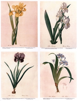 Notecards, Rare Book Print Set - Iris