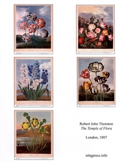 Notecards, Rare Book Print Set - Thornton's Temple of Flora