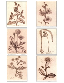 Notecards, Rare Book Print Set - Woodville Herbs