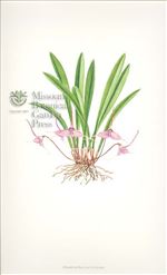 Orchid Print, Dracula Berthae (Thesaurus Dracularum, Vol. 1)