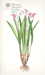 Orchid Print, Dracula Iricolor (Thesaurus Dracularum, Vol. 2)