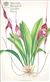 Orchid Print, Dracula Severa (Thesaurus Dracularum, Vol. 2)