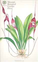 Orchid Print, Dracula Severa (Thesaurus Dracularum, Vol. 2)