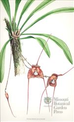 Orchid Print, Dracula Alcithoe (Thesaurus Dracularum, Vol. 3) 