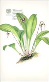 Orchid Print, Dracula Carsinopsis (Thesaurus Dracularum, Vol. 4) 