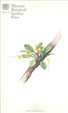 Orchid Print, Bottae (A Treasure of Masdevallia, Vol. 21)  