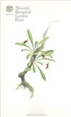 Orchid Print, Brachyantha (A Treasure of Masdevallia, Vol. 21)  