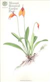 Orchid Print, Welischii (A Treasure of Masdevallia, Vol. 21)  