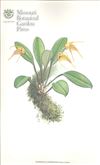 Orchid Print, Corderoana (A Treasure of Masdevallia, Vol. 22)  