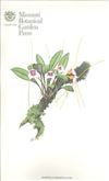 Orchid Print, Exquisita (A Treasure of Masdevallia, Vol. 22)  