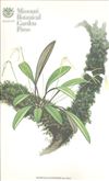 Orchid Print, Guayanensis (A Treasure of Masdevallia, Vol. 22)  