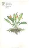 Orchid Print, Martineae (A Treasure of Masdevallia, Vol. 22)  