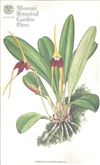 Orchid Print, Pachysepala (A Treasure of Masdevallia, Vol. 22)  