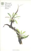 Orchid Print, Adamsii (A Treasure of Masdevallia, Vol. 23)  