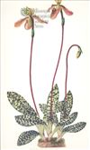 Orchid Print,  Paphiopedilum Bullenianum (Thesaurus Woolwardiae, Vol. 1)  